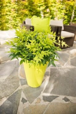 Hemelse Bamboe (Nandina Domestica 'Lemon And Lime') -OL Planten Winkel dsc 4593 bew 1