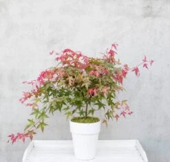 Japanse Esdoorn (Acer Palmatum 'Beni-maiko') -OL Planten Winkel dsc 8150benimaiko