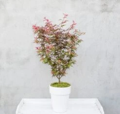 Japanse Esdoorn (Acer Palmatum 'Shaina') -OL Planten Winkel dsc 8156