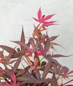 Japanse Esdoorn (Acer Palmatum 'Shaina') -OL Planten Winkel dsc 8190