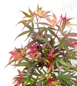 Japanse Esdoorn (Acer Palmatum 'Shaina') -OL Planten Winkel dsc 8195 1