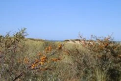Duindoorn (Hippophae Rhamnoides) -OL Planten Winkel duindoorn 1 1