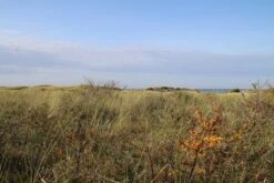 Duindoorn (Hippophae Rhamnoides) -OL Planten Winkel duindoorn 2 1