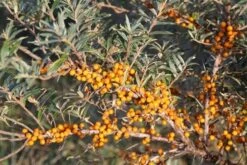 Duindoorn (Hippophae Rhamnoides) -OL Planten Winkel duindoorn 5
