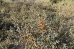 Duindoorn (Hippophae Rhamnoides) -OL Planten Winkel duindoorn 6