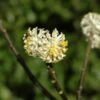 Papierstruik (Edgeworthia Chrysantha) -OL Planten Winkel edgeworthia