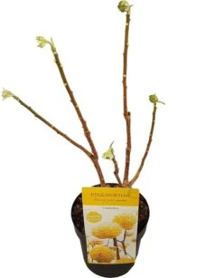 Papierstruik (Edgeworthia Chrysantha) -OL Planten Winkel edgeworthia chrys. grandiflora c3