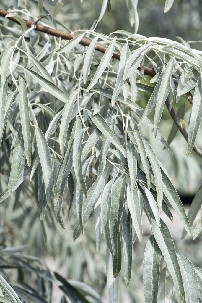 Smalbladige Olijfwilg Als Boom (Elaeagnus Angustifolia) 5 Smalbladige Olijfwilg Als Boom (Elaeagnus Angustifolia) - Afbeelding 3