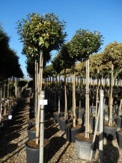Olijfwilg Als Boom (Elaeagnus Ebbingei) -OL Planten Winkel elaeagnus ebbingei 10 12 2 1