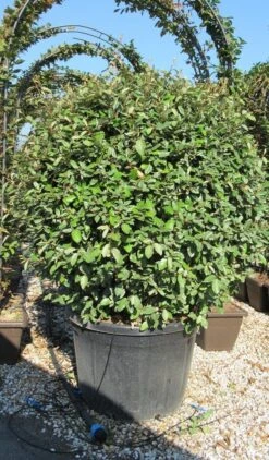 Olijfwilg Als Bol (Elaeagnus Ebbingei 'Compacta') -OL Planten Winkel elaeagnus ebbingei 100 110 bol 3