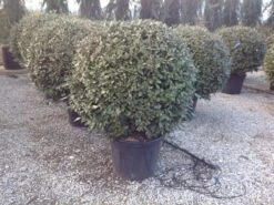 Olijfwilg Als Bol (Elaeagnus Ebbingei 'Compacta') -OL Planten Winkel elaeagnus ebbingei 100 110cm bol 3