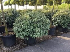 Olijfwilg Als Bol (Elaeagnus Ebbingei 'Compacta') -OL Planten Winkel elaeagnus ebbingei 100cm bol 3