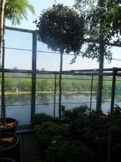 Olijfwilg Als Boom (Elaeagnus Ebbingei) -OL Planten Winkel elaeagnus ebbingei 12 14ho cont 1