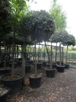 Olijfwilg Als Boom (Elaeagnus Ebbingei) -OL Planten Winkel elaeagnus ebbingei 14 16 18ho c130 2 1