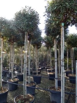 Olijfwilg Als Boom (Elaeagnus Ebbingei) -OL Planten Winkel elaeagnus ebbingei 8 10 1
