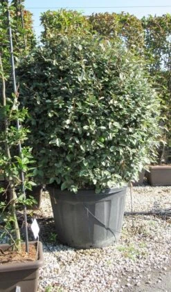 Olijfwilg Als Bol (Elaeagnus Ebbingei 'Compacta') 29 Olijfwilg Als Bol (Elaeagnus Ebbingei 'Compacta') -OL Planten Winkel elaeagnus ebbingei bol 2
