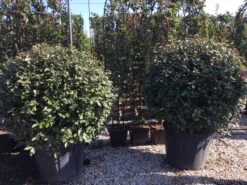 Olijfwilg Als Bol (Elaeagnus Ebbingei 'Compacta') 30 Olijfwilg Als Bol (Elaeagnus Ebbingei 'Compacta') -OL Planten Winkel elaeagnus ebbingei bol 100 110 2