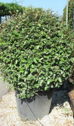 Olijfwilg Als Bol (Elaeagnus Ebbingei 'Compacta') 25 Olijfwilg Als Bol (Elaeagnus Ebbingei 'Compacta') -OL Planten Winkel elaeagnus ebbingei bol 2 2