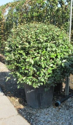 Olijfwilg Als Bol (Elaeagnus Ebbingei 'Compacta') -OL Planten Winkel elaeagnus ebbingei bol 3 3