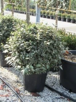 Olijfwilg Als Bol (Elaeagnus Ebbingei 'Compacta') 28 Olijfwilg Als Bol (Elaeagnus Ebbingei 'Compacta') -OL Planten Winkel elaeagnus ebbingei bol 70 cm 2