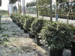 Olijfwilg Als Bol (Elaeagnus Ebbingei 'Compacta') 27 Olijfwilg Als Bol (Elaeagnus Ebbingei 'Compacta') -OL Planten Winkel elaeagnus ebbingei bol 70 cm 2 2