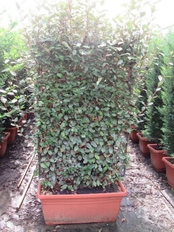 Olijfwilg Als Leivorm (Elaeagnus Ebbingei 'Compacta') 3 Olijfwilg Als Leivorm (Elaeagnus Ebbingei 'Compacta')