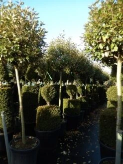 Olijfwilg Op Stam (Elaeagnus Ebbingei) -OL Planten Winkel elaeagnus ebbingei halfstam