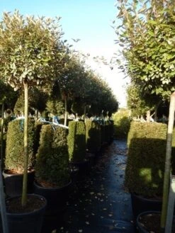 Olijfwilg Op Stam (Elaeagnus Ebbingei) -OL Planten Winkel elaeagnus ebbingei halfstam 2