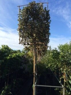 Olijfwilg Als Leiboom (Elaeagnus Ebbingei) -OL Planten Winkel elaeagnus ebbingei leivorm 8 10cm 2