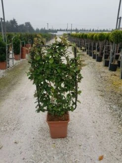 Olijfwilg Als Leivorm (Elaeagnus Ebbingei) -OL Planten Winkel elaeagnus ebbingei leivorm c18