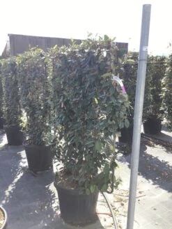 Olijfwilg Als Leivorm (Elaeagnus Ebbingei) -OL Planten Winkel elaeagnus ebbingei leivorm c45 2