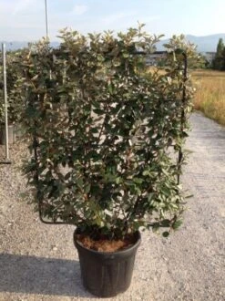 Olijfwilg Als Leivorm (Elaeagnus Ebbingei) -OL Planten Winkel elaeagnus ebbingei leivorm c45 1 2