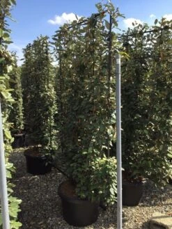 Olijfwilg Als Leivorm (Elaeagnus Ebbingei) -OL Planten Winkel elaeagnus ebbingei leivorm c60