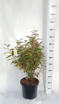 Olijfwilg (Elaeagnus Ebbingei 'Viveleg') -OL Planten Winkel elaeagnus ebbingei viveleg week 4 2021 1600x1200 1 2