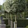 Olijfwilg Als Boom (Elaeagnus Ebbingei) -OL Planten Winkel elaeagnus x ebbingei01