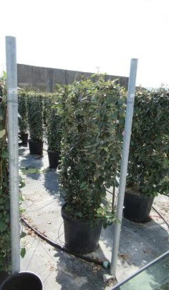 Olijfwilg Als Leivorm (Elaeagnus Ebbingei) -OL Planten Winkel eleagnus 80x110 leivorm