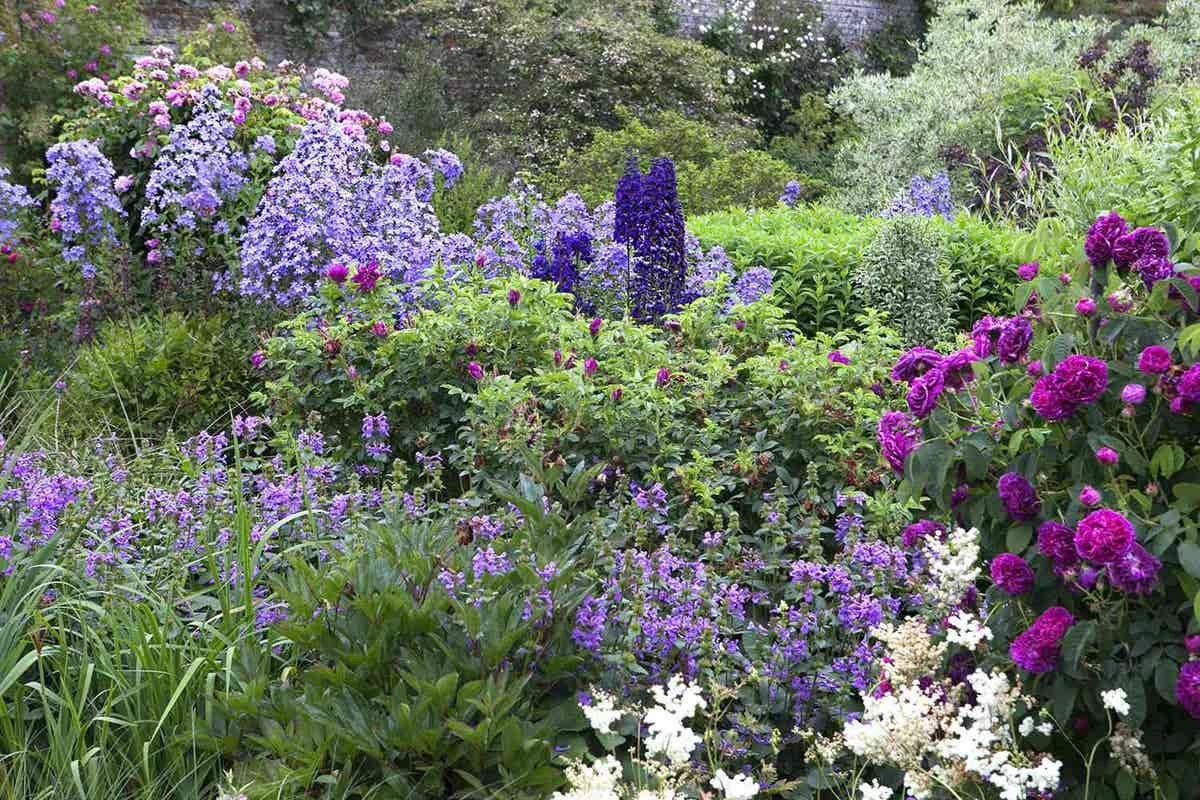 OL Planten Winkel -OL Planten Winkel engelse rozenborder