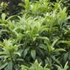Japanse Mispel (Eriobotrya Japonica) -OL Planten Winkel eriobotrya japonica