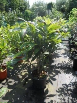 Japanse Mispel (Eriobotrya Japonica) 9 Japanse Mispel (Eriobotrya Japonica) -OL Planten Winkel eriobotrya japonica 80 100 125 c35 1