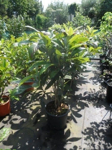 Japanse Mispel (Eriobotrya Japonica) 5 Japanse Mispel (Eriobotrya Japonica) - Afbeelding 3