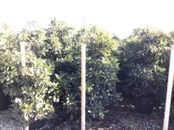 Japanse Mispel (Eriobotrya Japonica 'Coppertone') -OL Planten Winkel eriobotryacoppertone