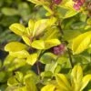 Escallonia (Escallonia 'Gold Ellen') -OL Planten Winkel escallonia gold ellen
