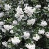 Escallonia (Escallonia 'Iveyi') -OL Planten Winkel escallonia iveyi