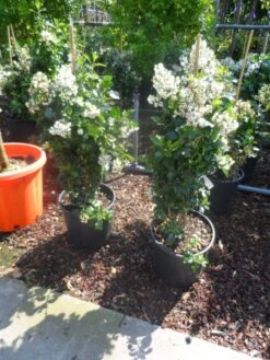 Escallonia (Escallonia 'Iveyi') -OL Planten Winkel escallonia iveyi c10