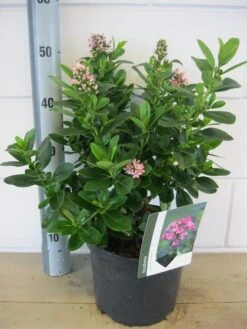 Escallonia (Escallonia 'Pink Elle') -OL Planten Winkel escallonia pink elle c5 6 9 2018 1