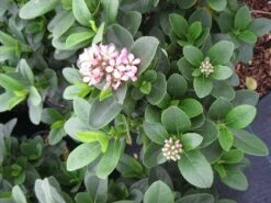 Escallonia (Escallonia 'Pink Elle') -OL Planten Winkel escallonia pink elle c5 bloem 1