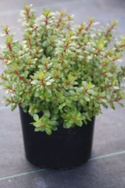 Escallonia (Escallonia 'Red Dream') -OL Planten Winkel escallonia red dream 1 1