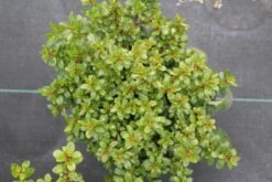 Escallonia (Escallonia 'Red Dream') -OL Planten Winkel escallonia red dream 2