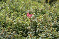 Escallonia (Escallonia 'Red Dream') -OL Planten Winkel escallonia red dream 3