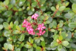 Escallonia (Escallonia 'Red Dream') -OL Planten Winkel escallonia red dream 4